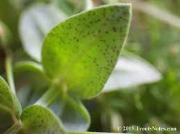 Attēlu rezultāti vaicājumam “Anagallis arvensis leaf”