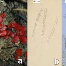 Attēlu rezultāti vaicājumam “Melastiza chateri”