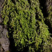 Attēlu rezultāti vaicājumam “Lejeunea cavifolia”