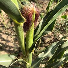 Attēlu rezultāti vaicājumam “Zea mays female flower”