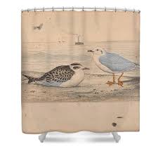 Attēlu rezultāti vaicājumam “Larus minutus”