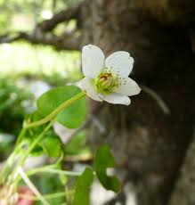 Attēlu rezultāti vaicājumam “Parnassia palustris leaf”