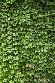 Attēlu rezultāti vaicājumam “Hedera helix”