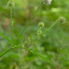 Image result for Dipsacus pilosus