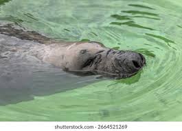 Attēlu rezultāti vaicājumam “Halichoerus grypus”