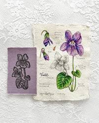 Attēlu rezultāti vaicājumam “Viola odorata bud”