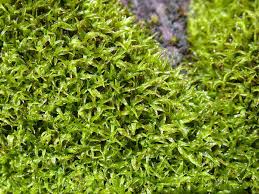 Attēlu rezultāti vaicājumam “Tortella inclinata”