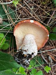 Attēlu rezultāti vaicājumam “Suillus granulatus”