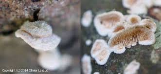 Attēlu rezultāti vaicājumam “Steccherinum bourdotii”