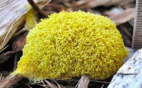 Attēlu rezultāti vaicājumam “Lycogala confusum macro”