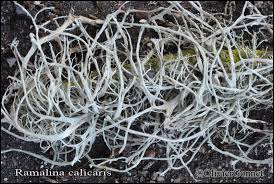 Attēlu rezultāti vaicājumam “Ramalina calicaris”