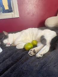 Image result for limecat