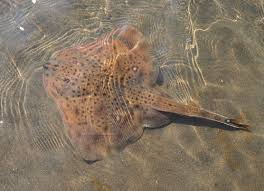 Image result for Leucoraja erinaceus