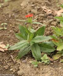 Attēlu rezultāti vaicājumam “Silene chalcedonica flower”