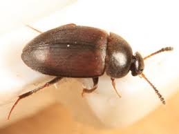 Attēlu rezultāti vaicājumam “Leiodidae”