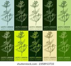 Image result for Galeopsis segetum