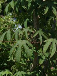 Attēlu rezultāti vaicājumam “Kalopanax septemlobus”