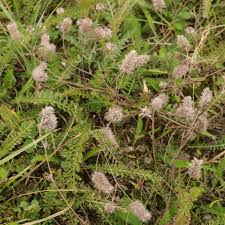 Attēlu rezultāti vaicājumam “Trifolium arvense leaf”