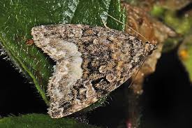 Attēlu rezultāti vaicājumam “Protodeltote pygarga”