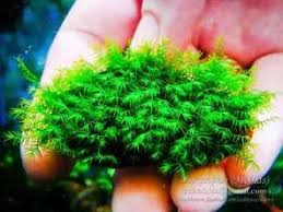 Attēlu rezultāti vaicājumam “Fissidens arnoldii macro”