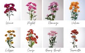 Image result for Chrysanthemum spectabile