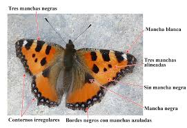 Attēlu rezultāti vaicājumam “Aglais urticae”