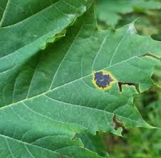 Attēlu rezultāti vaicājumam “Rhytisma acerinum”