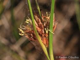 Attēlu rezultāti vaicājumam “Rhynchospora fusca”