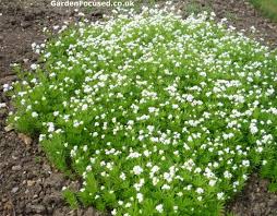 Image result for Galium odoratum