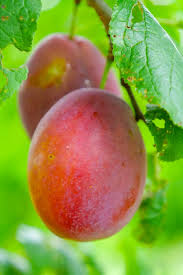 Attēlu rezultāti vaicājumam “Prunus domestica subsp. domestica fruit”