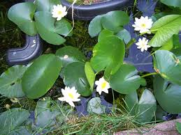 Attēlu rezultāti vaicājumam “Nymphaea candida leaf”