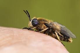 Attēlu rezultāti vaicājumam “Heptatoma pellucens”