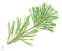 Attēlu rezultāti vaicājumam “Pinus sylvestris”