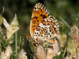 Attēlu rezultāti vaicājumam “Melitaea phoebe”