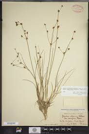 Attēlu rezultāti vaicājumam “Juncus alpinoarticulatus”