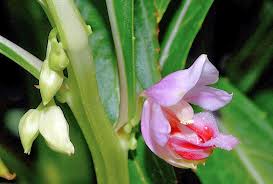 Attēlu rezultāti vaicājumam “Balsaminaceae”