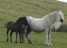Big Sky Gypsy, Gypsy Horse, Gypsy Vanner, Gypsy Cob, Irish Cob ...