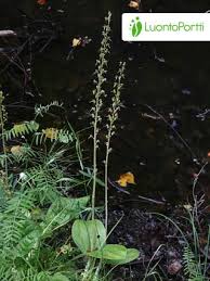 Attēlu rezultāti vaicājumam “Listera ovata flower”