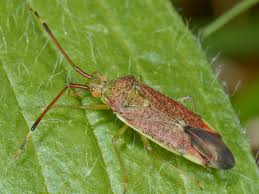 Attēlu rezultāti vaicājumam “Pantilius tunicatus”