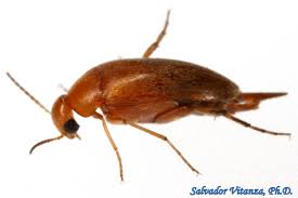 Attēlu rezultāti vaicājumam “Mordellidae”