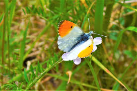 Attēlu rezultāti vaicājumam “Anthocharis cardamines male”