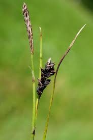Attēlu rezultāti vaicājumam “Carex panicea flower”