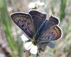 Attēlu rezultāti vaicājumam “Lycaena tityrus female”