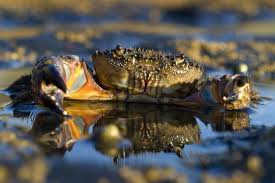 Image result for Eriphia verrucosa