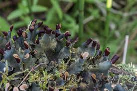 Attēlu rezultāti vaicājumam “Peltigera polydactylon”