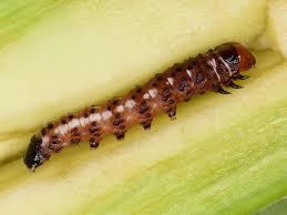 Attēlu rezultāti vaicājumam “Gortyna flavago”