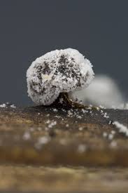 Attēlu rezultāti vaicājumam “Didymium melanospermum spores”