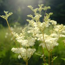 Attēlu rezultāti vaicājumam “Filipendula ulmaria  flower”