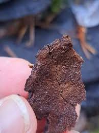 Attēlu rezultāti vaicājumam “Ischnoderma benzoinum”