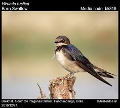Attēlu rezultāti vaicājumam “Hirundo rustica adult”